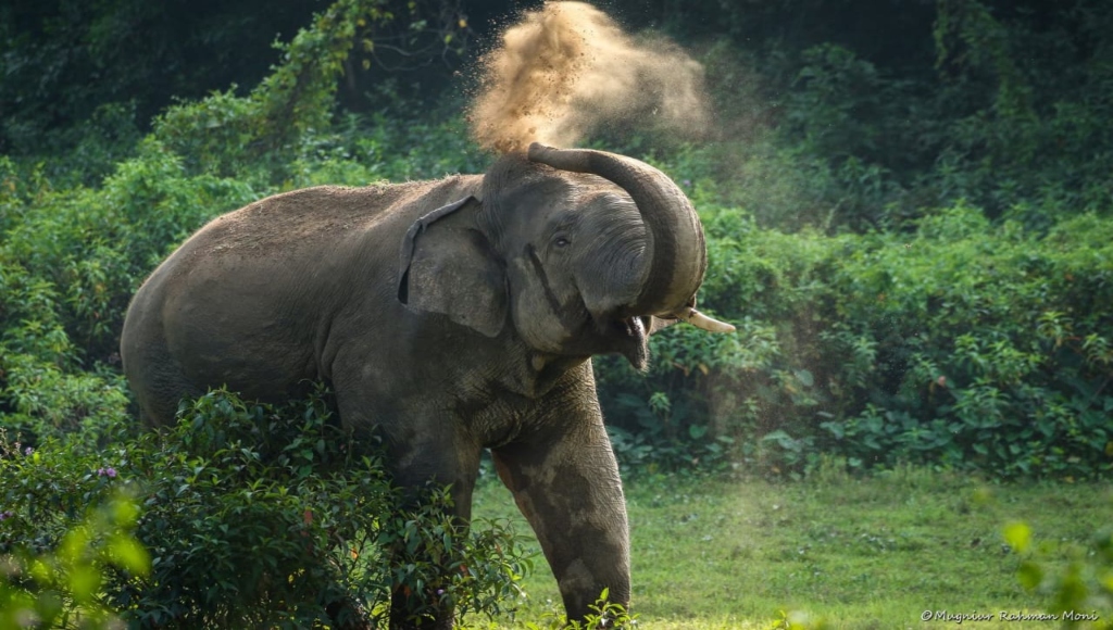 শেরপুরে বন্যহাতির পায়ে পৃষ্ট হয়ে এক জনের মৃত্যু