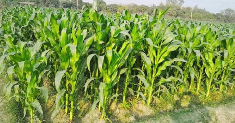 ঝিনাইগাতীতে গত বছরের তুলনায় এবার ভূট্টা চাষ বেশী