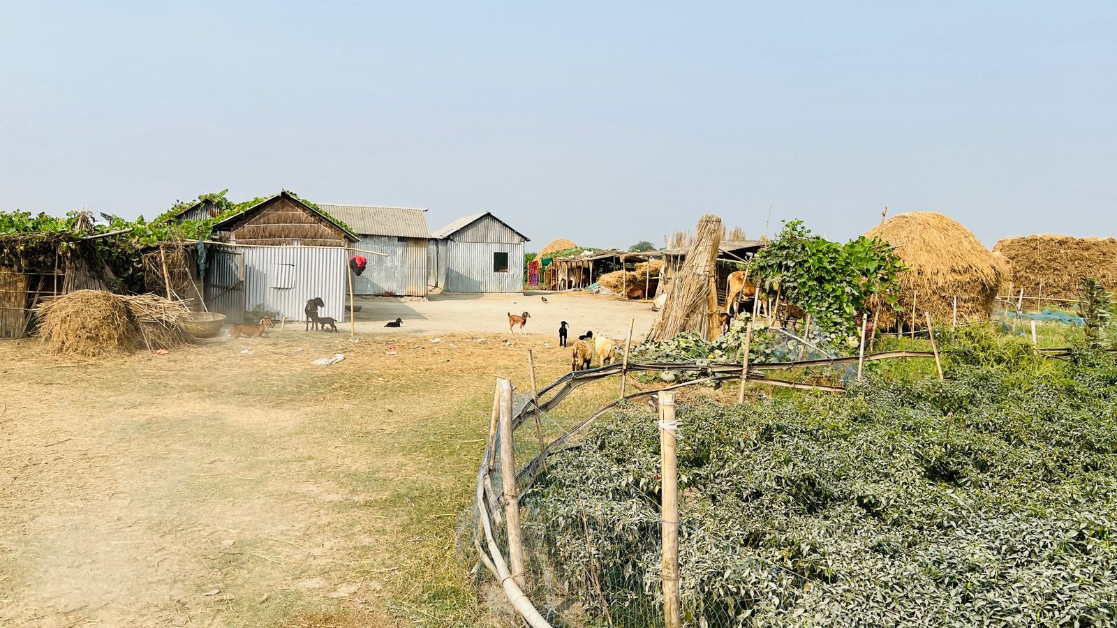 ঋতুর সাথে পেশা বদল ও বঞ্চনার শিকার তবুও দুর্গম যমুনার চর ছাড়তে নারাজ স্থানীয়রা